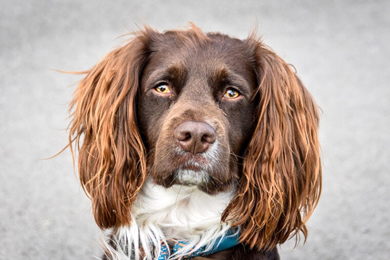 24 Cocker Spaniel Colors & Patterns (With Pictures) | Hepper