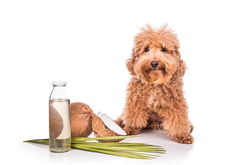 dog and coconut oil