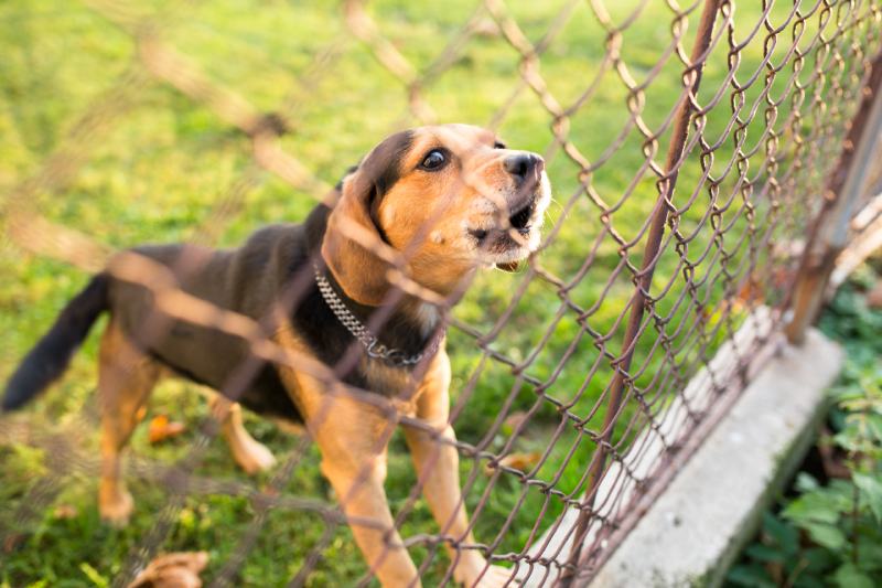 dog barking inside the fence
