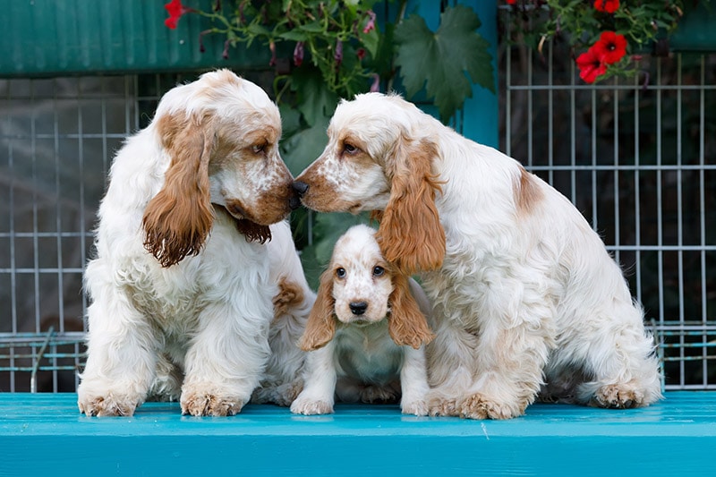 family of orange and white Cocker Spaniel dogs