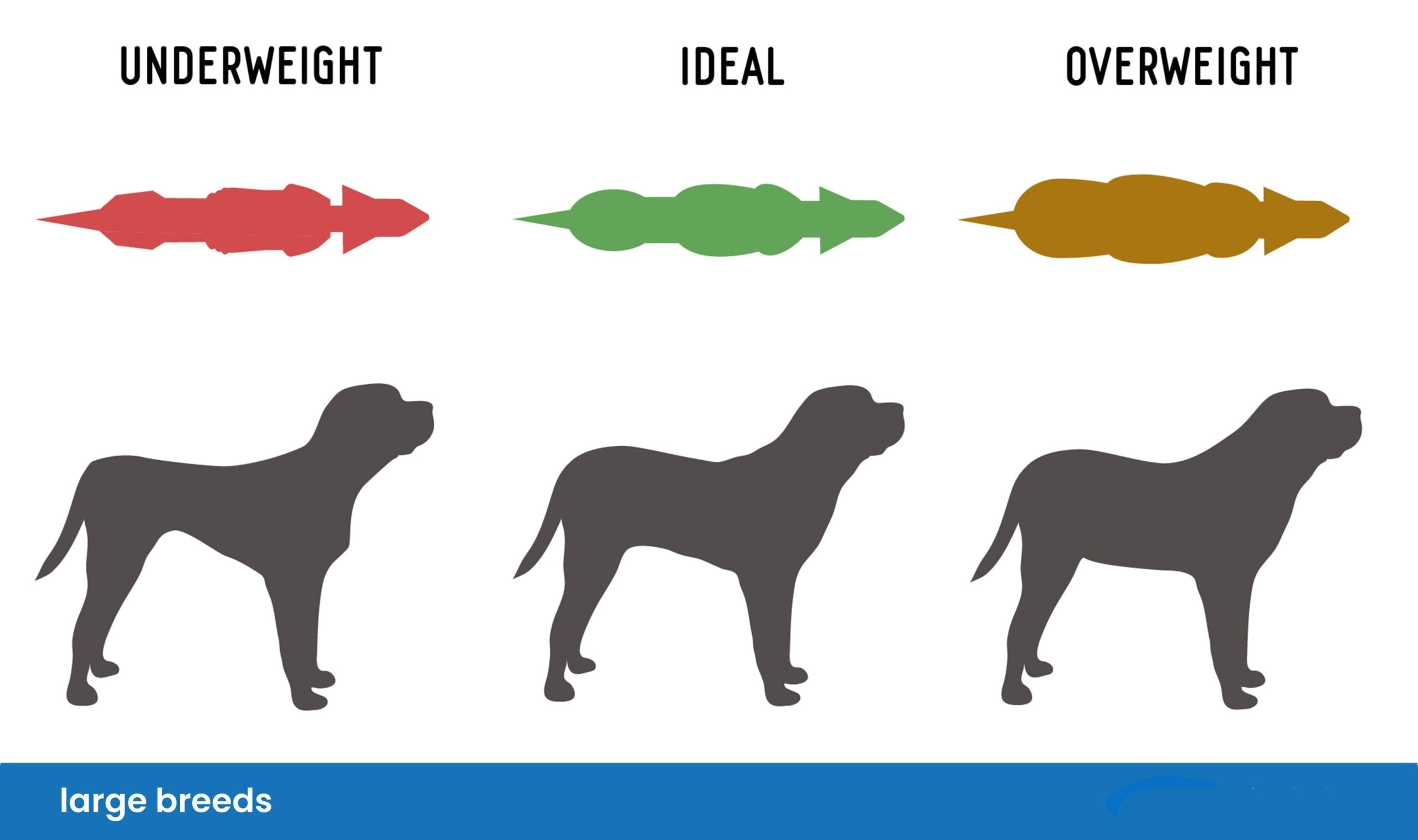 large breed weight chart 