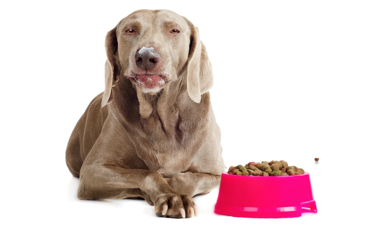 weimaraner dog beisde a bowl of dog food