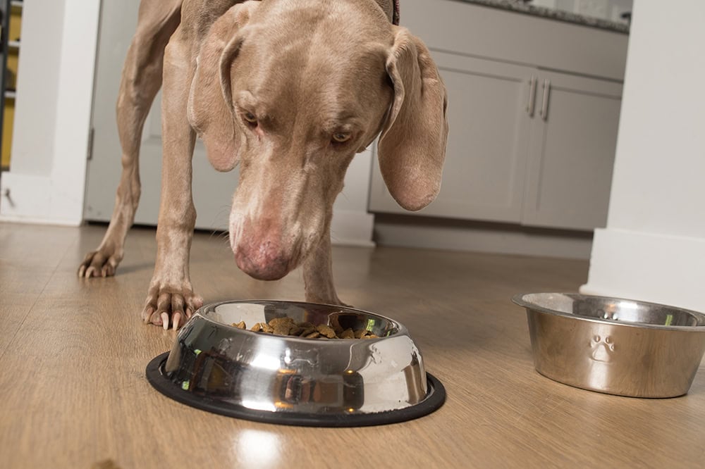 Weimaraner dog eating at home