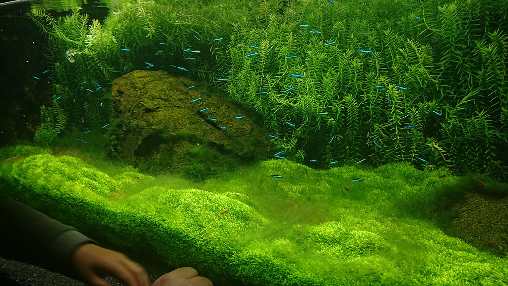 Java Moss: Care Guide, Tips, Planting & Growing