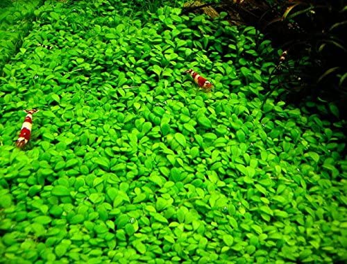 Glossostigma Elatinoides