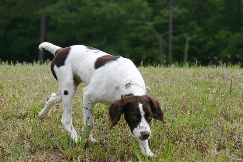 French Brittany vs American Brittany The Differences (With Pictures) Hepper