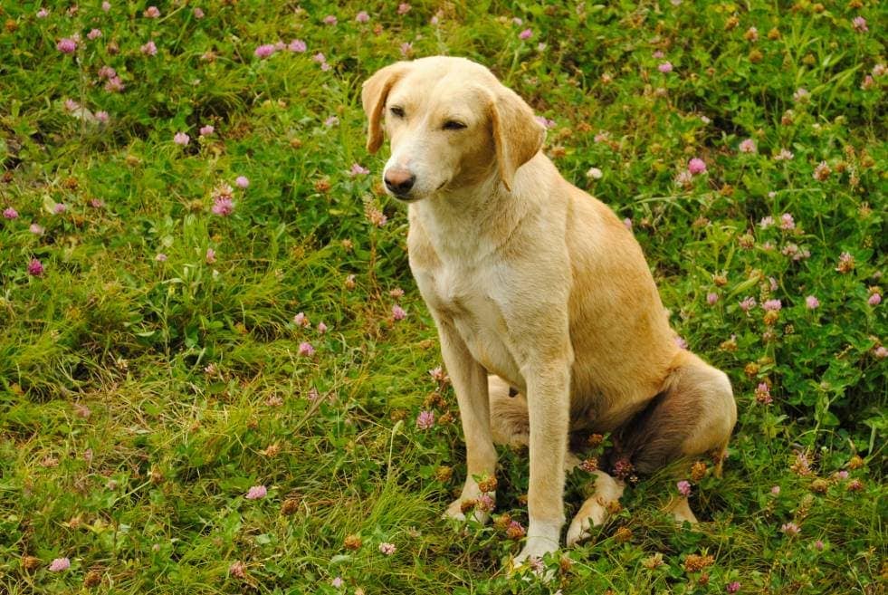 Bully Kutta