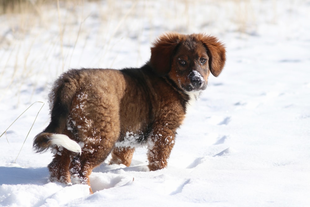 English Shepherd: Character & Ownership - Dog Breed Pictures - dogbible