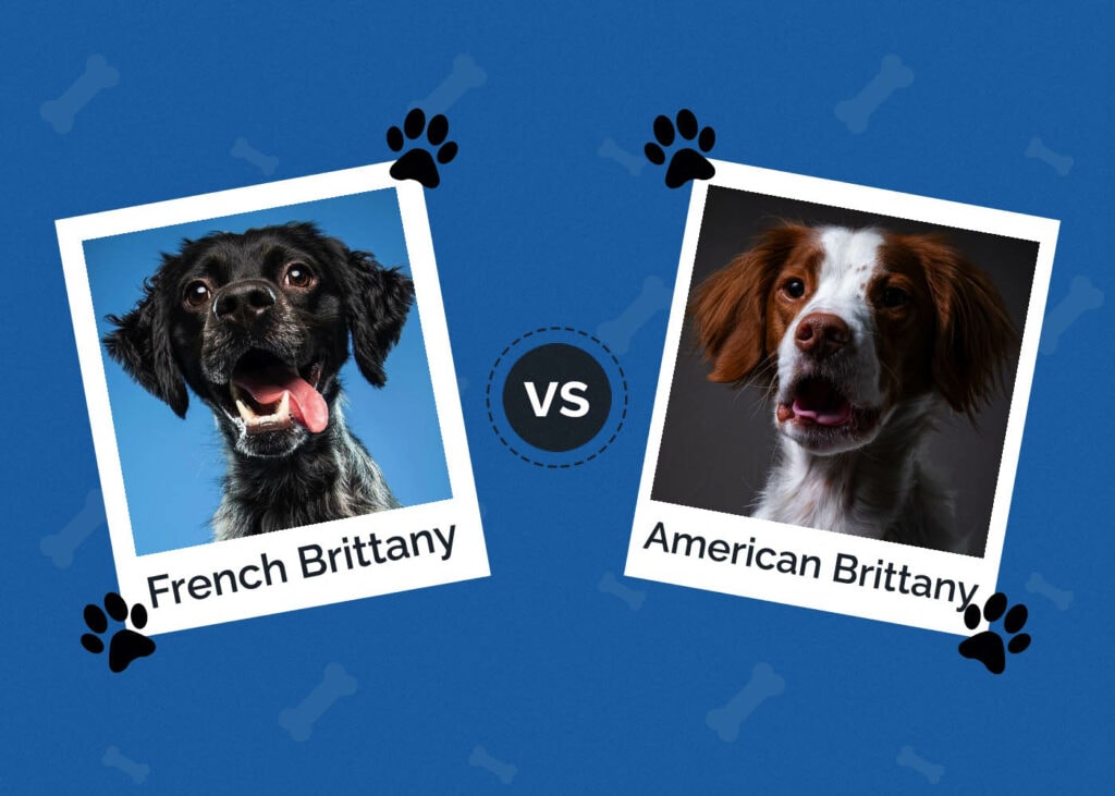 French Brittany vs American Brittany