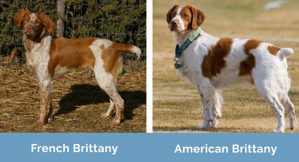 French Brittany vs American Brittany The Differences (With Pictures) Hepper