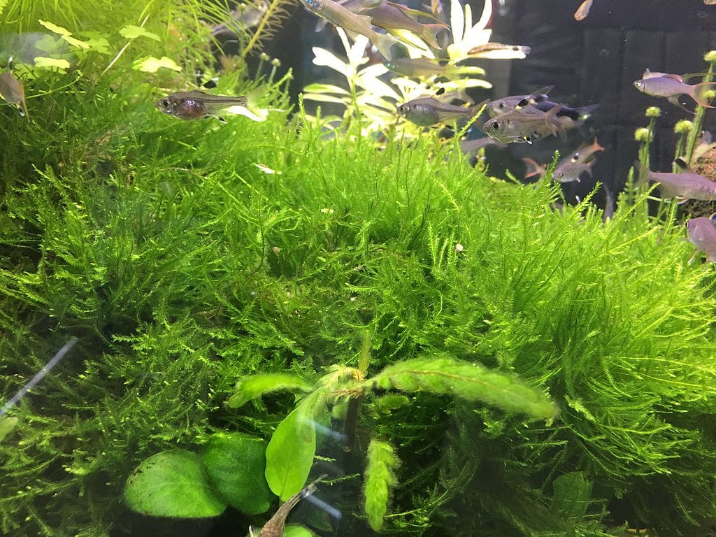 How To Grow Java Moss Carpet On Sand In A RIGHT WAY?