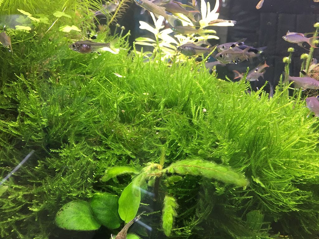 Grow Java Moss: The Complete Plant Guide