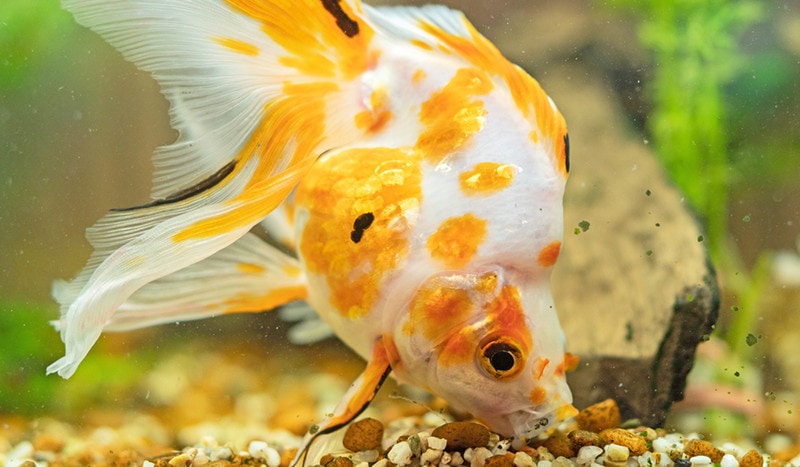 Izumo Nankin Goldfish