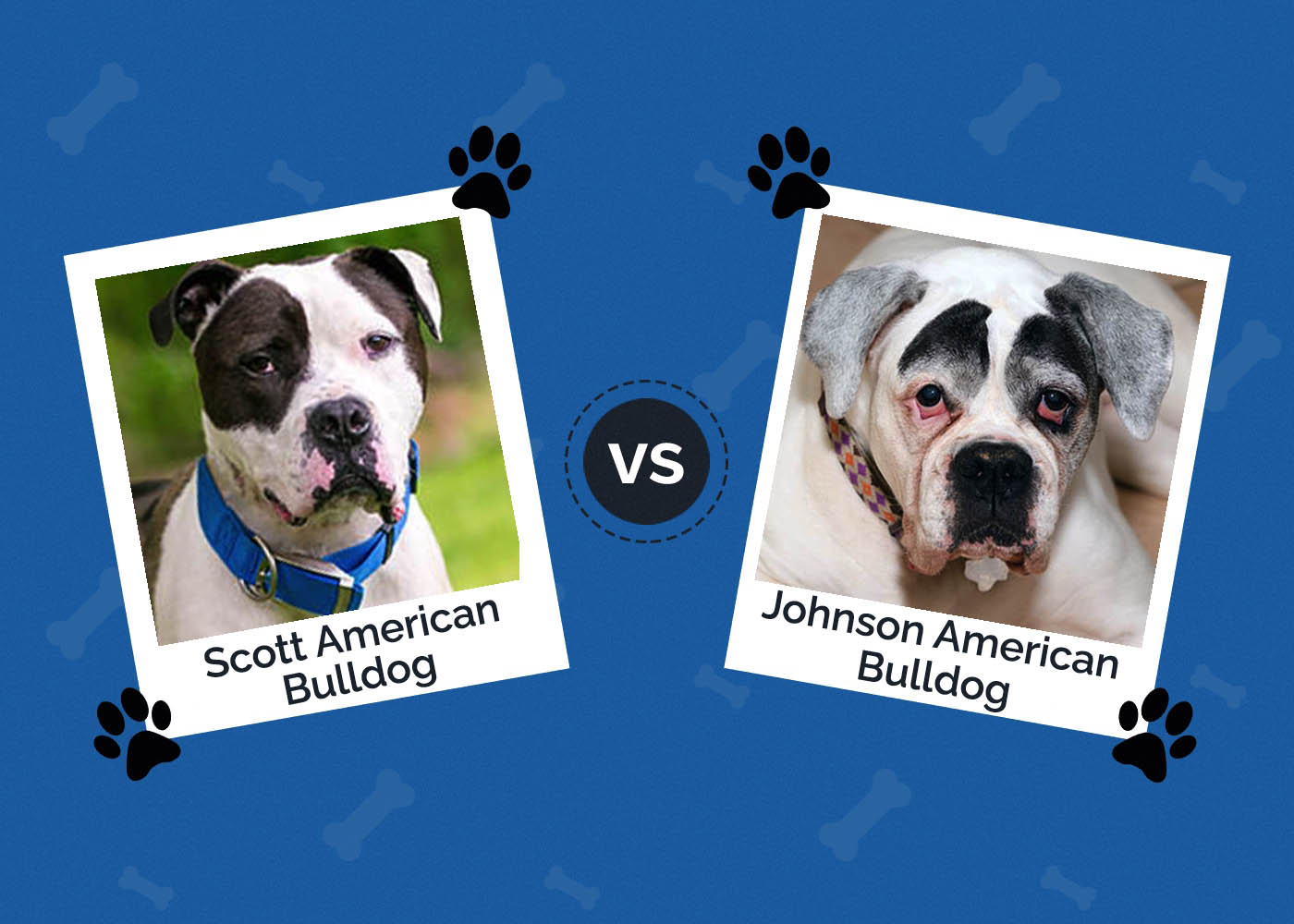 Scott vs Johnson American Bulldog