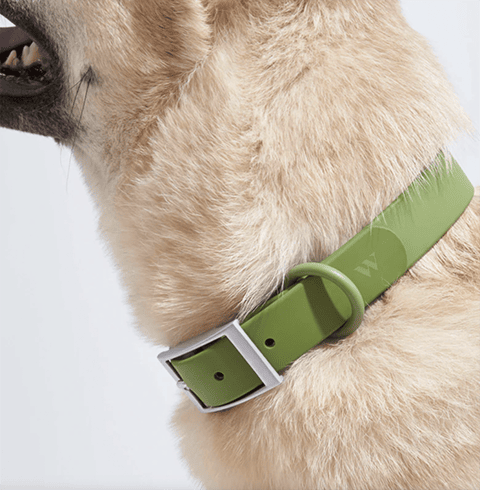 Designer Dog Collars and Leashes  Best Fancy Dog Collars – Posh Puppy  Boutique