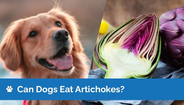 can dogs eat artichokes