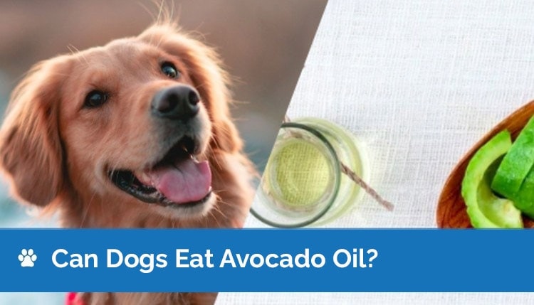Is avocado oil bad for dogs online
