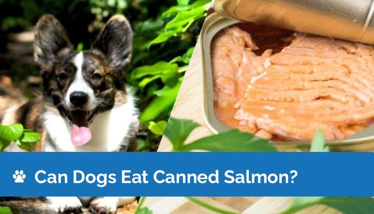 can dogs eat canned salmon