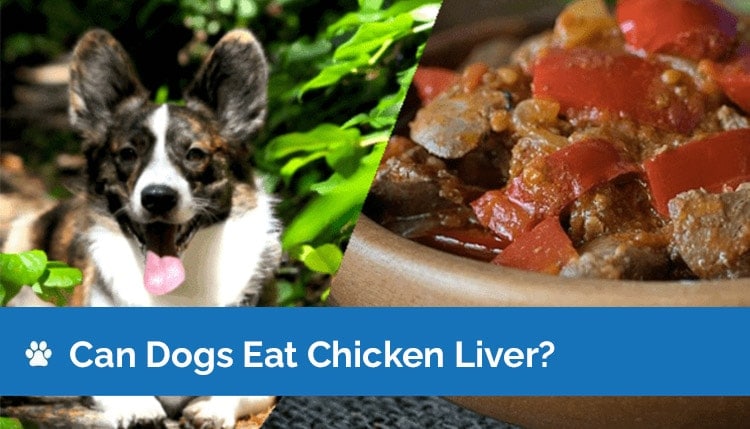 can dogs eat chicken liver?