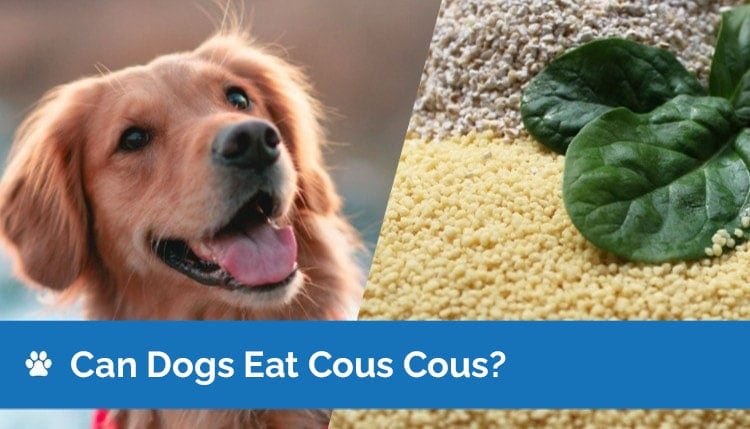 can dogs eat cous cous 2