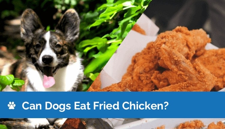 Can Dogs Eat Fried Chicken? What You Need to Know!