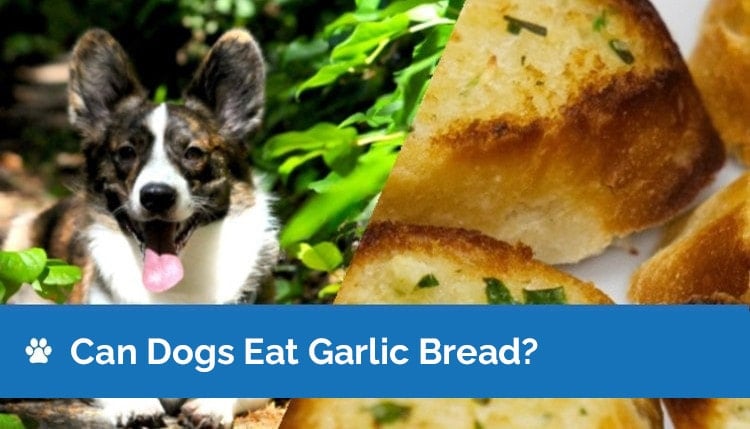 Can Dogs Eat Garlic Bread? What You Need To Know! | Hepper