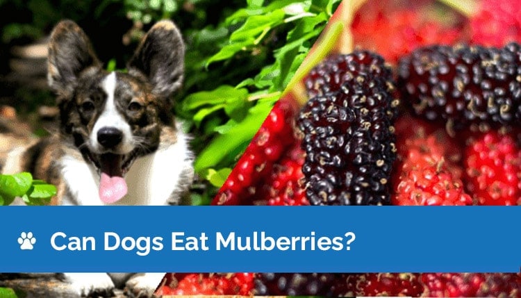 Can Dogs Eat Mulberries? What You Need To Know! | Hepper