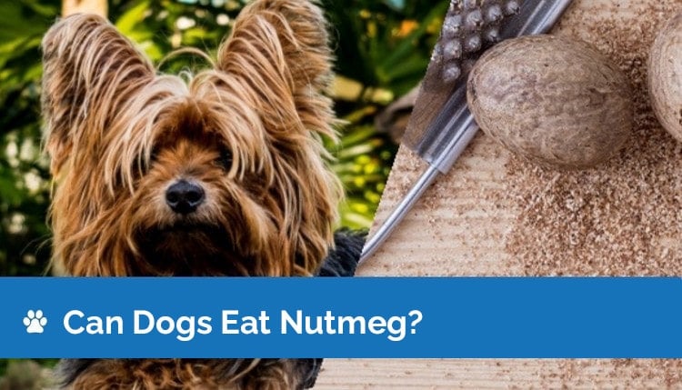 can dogs eat nutmeg?