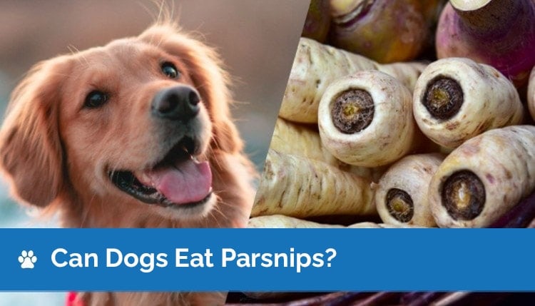 can dogs eat parsnips