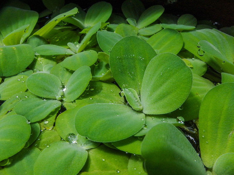 duckweed