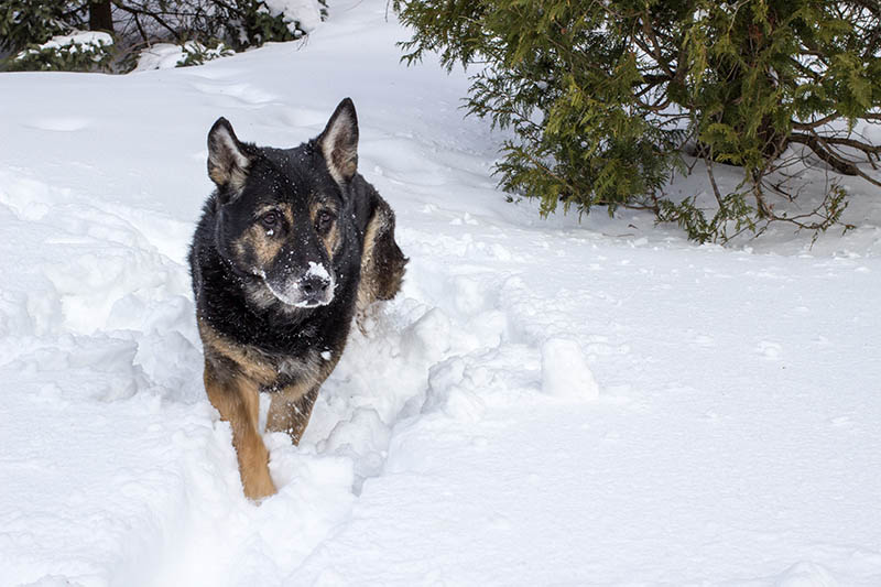 Czech German Shepherd Dog in the snow