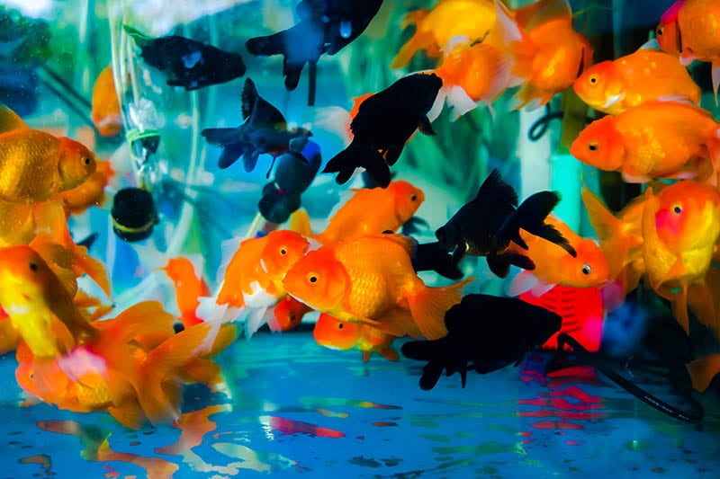 group of tosakin goldfish in the tank