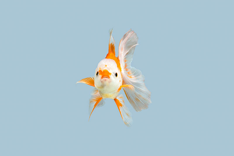 izumo nankin goldfish on blue background