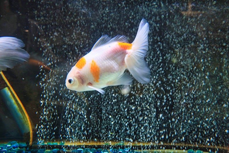 izumo nankin goldfish swimming in the tank