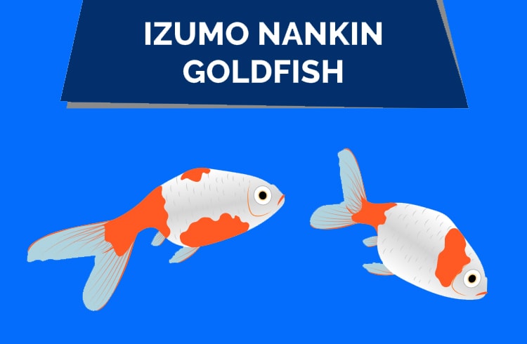 izumo_nankin_goldfish_hepper