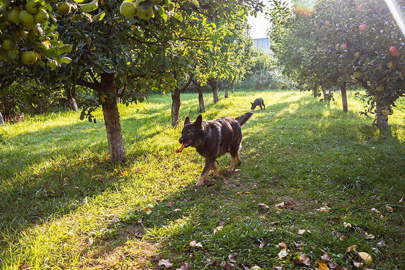 king shepherd roaming in an apple farm