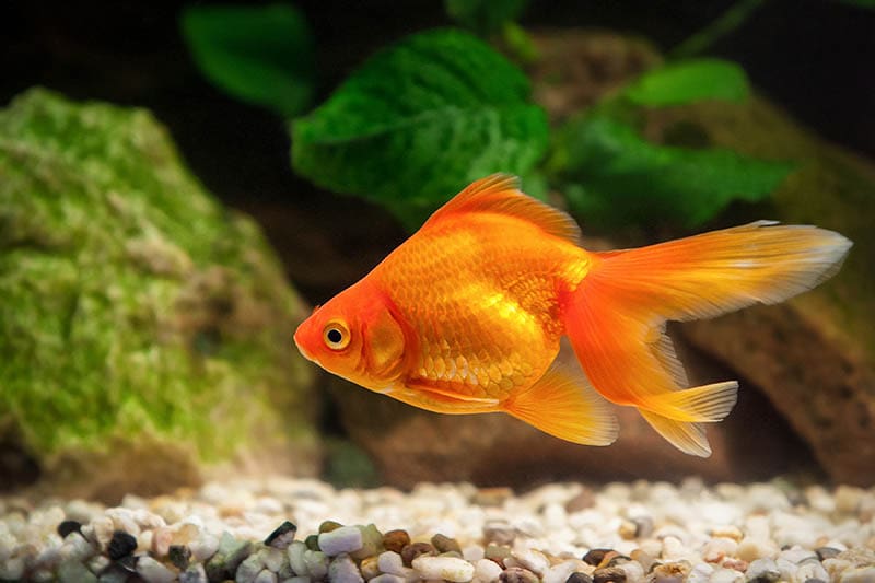 nymph goldfish alone in the aquarium