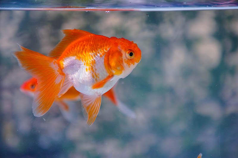 nymph goldfish in the tank