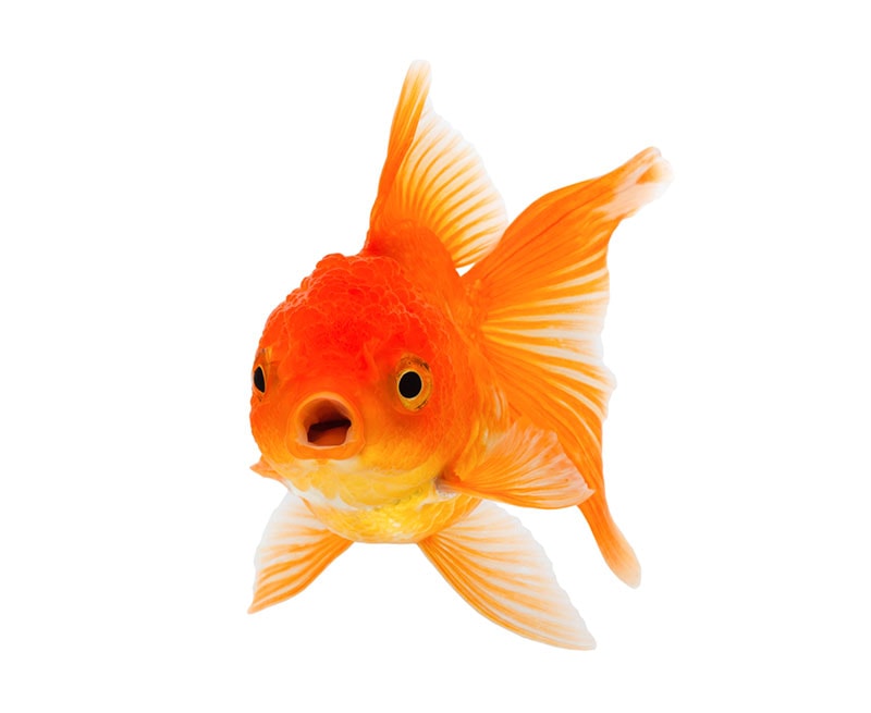 orange jikin goldfish on white background