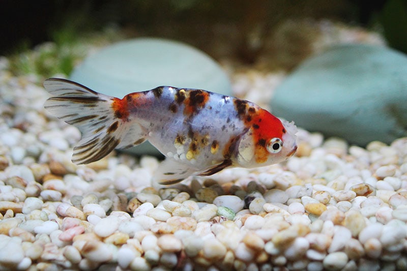 pompom goldfish at the bottom of the tank