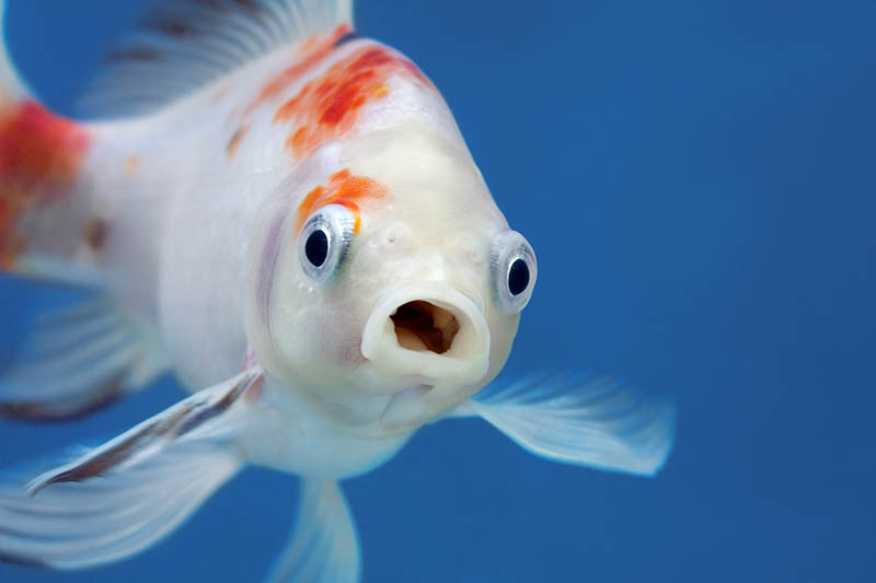 surprised izumo nankin goldfish up close