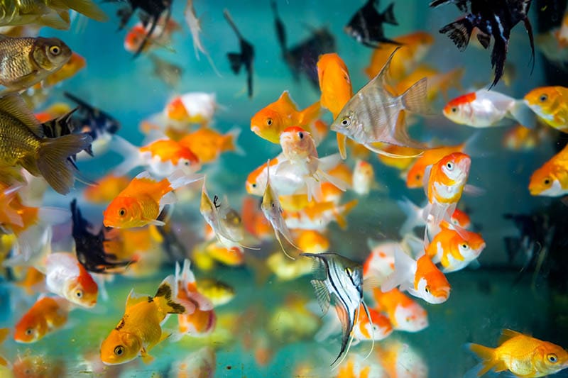 tank full of tosakin goldfish
