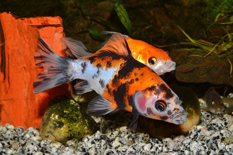 two varieties of wakin goldfish in the aquarium