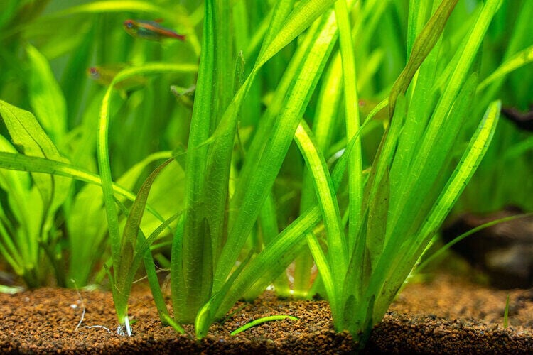 vallisneria