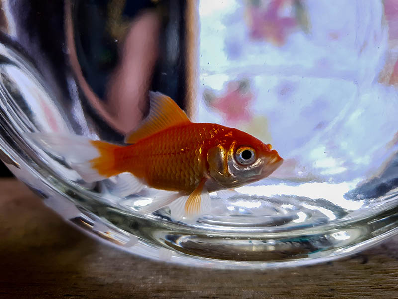 watonai goldfish on a fish bowl