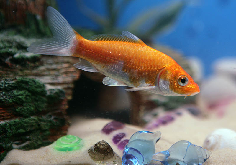 watonai goldfish swimming at the bottom of the tank