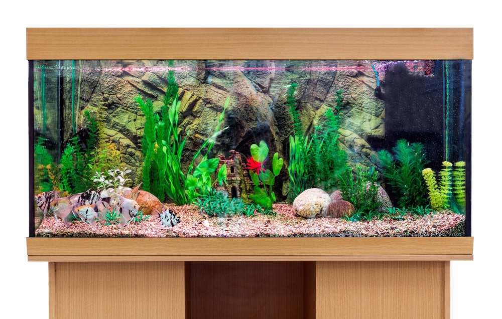 Aquarium with tropical angelfish on a pedestal