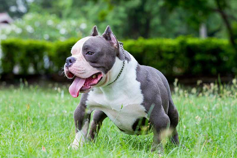 Gottiline deals pitbull kennels