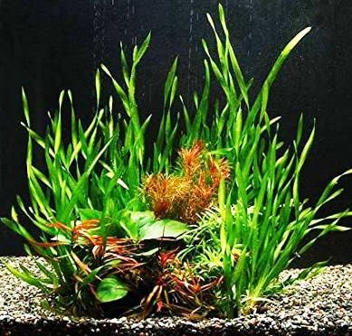 Twisted Vallisneria