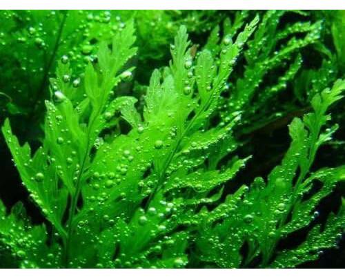African Fern Live Plant